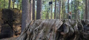 Calaveras Big Trees