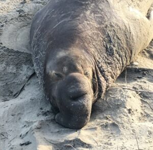 Elephant Seal at Ano Nuevo