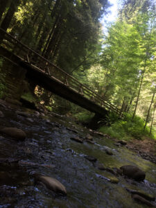Forest of Nisene bridge photo