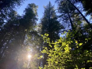 Hendy Woods Redwood Trees