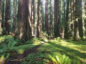 Photo of Trees
