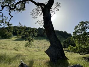 Olompali State Park Photo