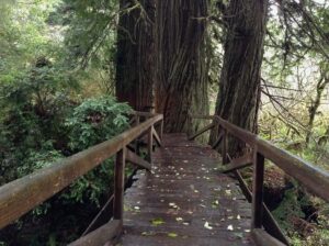 Prairie City forest bridge