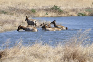 Tule Elks in Water