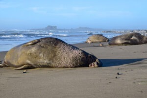 a large elephant seal snoozing on its side on the sand. Other elephant seals lay in the background at the beach