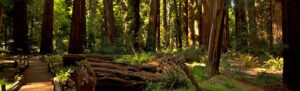 Richardson Grove
