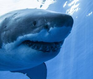A great white shark smiles for the camera.