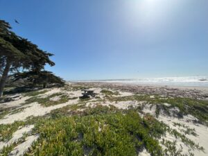 Photo of Carpinteria State Beach