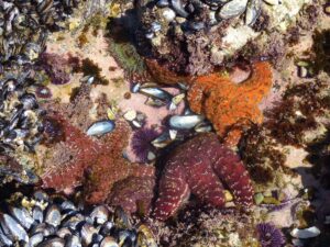 Crystal Cove Tidepools