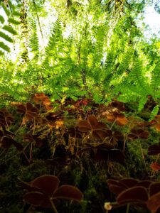 Jedediah Smith Nature