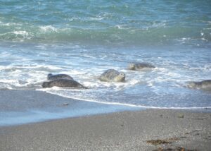 MacKerricher Harbor Seals