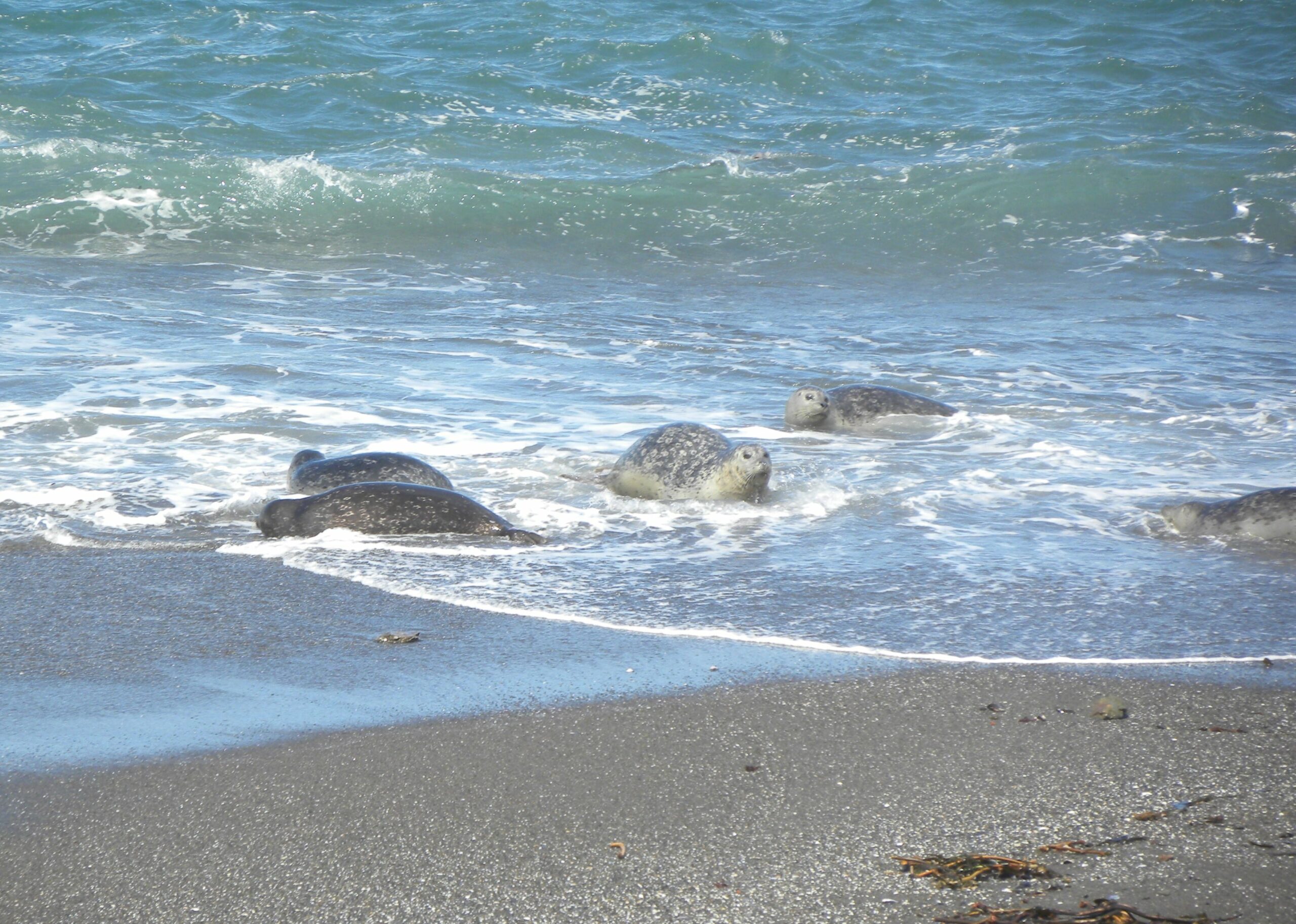 harbor-seals-and-marine-mammal-adaptations-ports-program