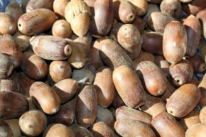State Indian Museum Acorns