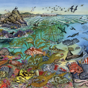 MPA Habitats & Species Poster