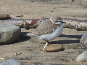 a small round tan and white bird in the sand