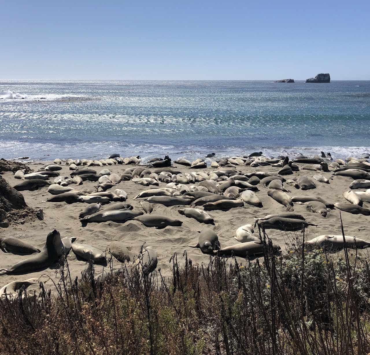 Elephant Seal Adaptations - PORTS Program