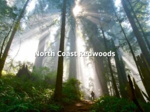 North Coast Redwoods