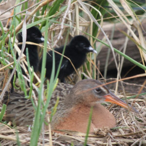 Birds at Salt Marsh