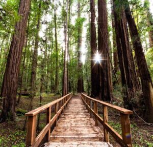 Hendy Woods State Park