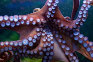 octopus in the ocean