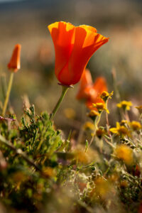 Up close image of a poppy field in Antelope Valley Poppy Reserve