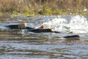 Salmon fish swimming up river