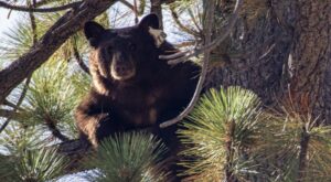 A bear with a white tag labeled 278 in its left ear looks at the camera from its perch in a pine tree.