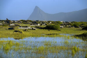 Wetlands with reeds growing amongst the lagoon, driftwood scatted in the horizon.