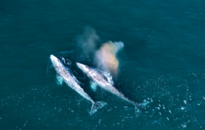 Aerial view of two gray whales swimming together and exhaling from blowholes.