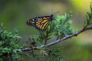 Butterfly on a branch