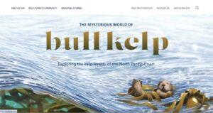 Image is a screenshot of the Mysterious World of Bull Kelp homepage. An illustration of an otter floating on the surface with kelp and under a wave the kelp forest underwater.