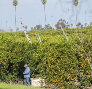 Worker standing between citrus trees