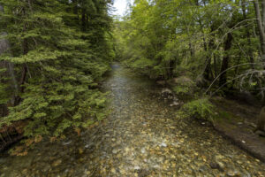 Big Sur River, with a rocky river bottom and trees on both sides of the river.