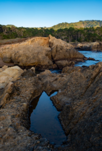 rocky tide pool at point lobos with green trees and hills in the background