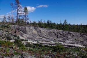 Henry Cowell State Park
